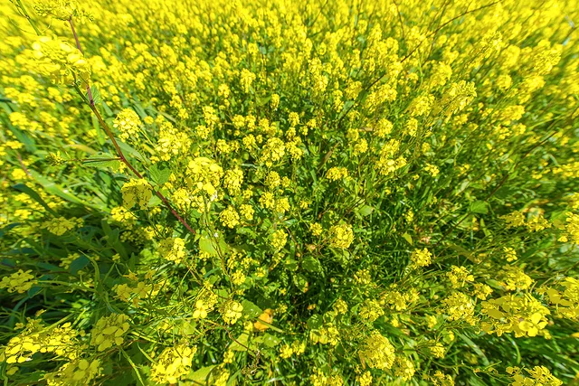 Mustard Field