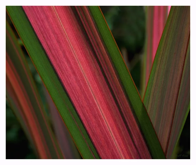 Phormium
