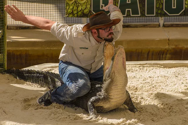 Gator Show