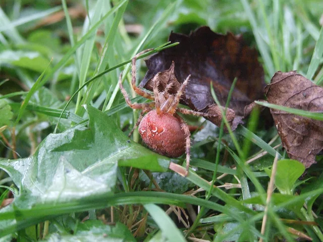 the spider by Gregor Petrovic