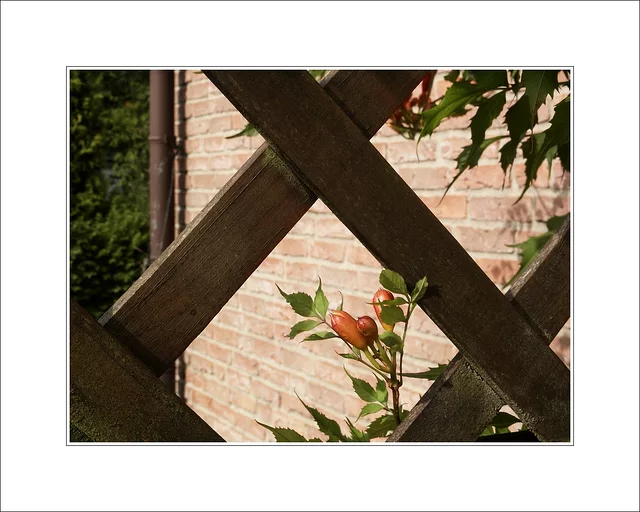 Campsis radicans - Trumpet vine