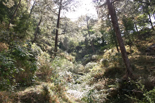 Sunshine in the forest