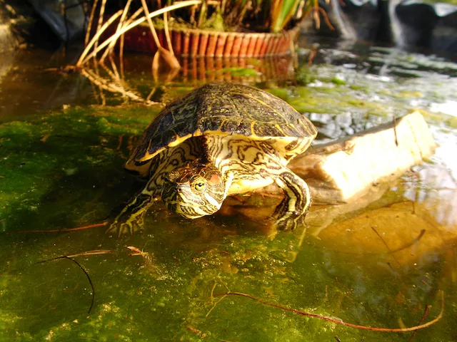 Florida&amp;acute; s Galapago