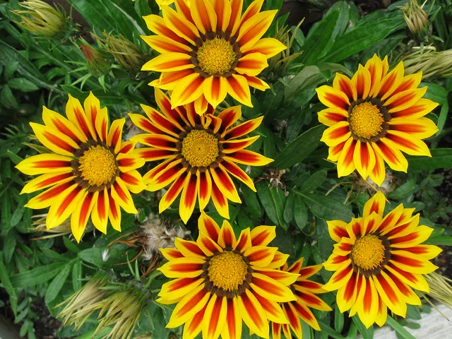 Gazania