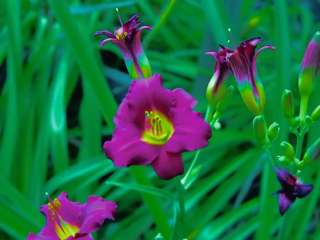 Purple Flower taken in my Yard
