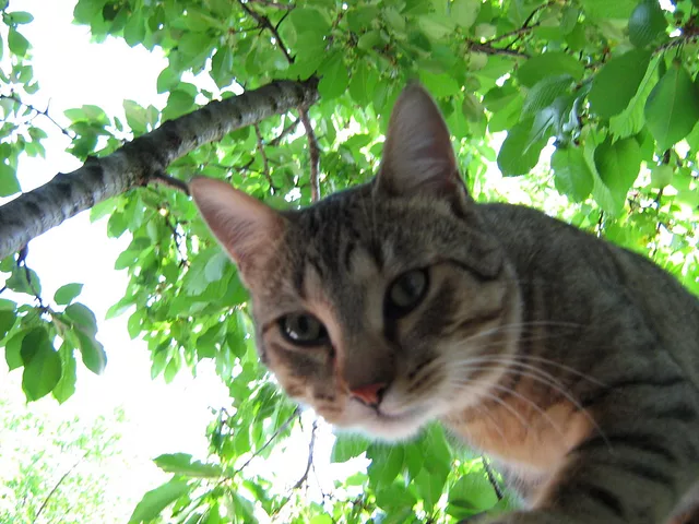 Boshko King Of The Jungle