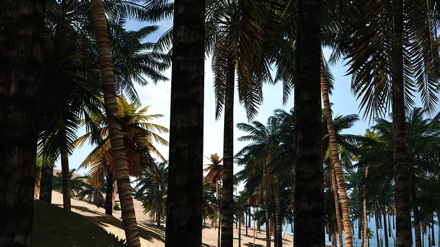 Palms