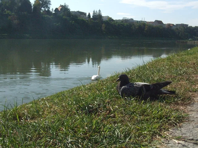 pigin and the swan by Gregor Petrovic