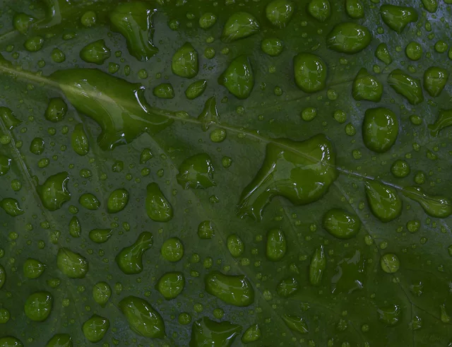 Leaf Droplets