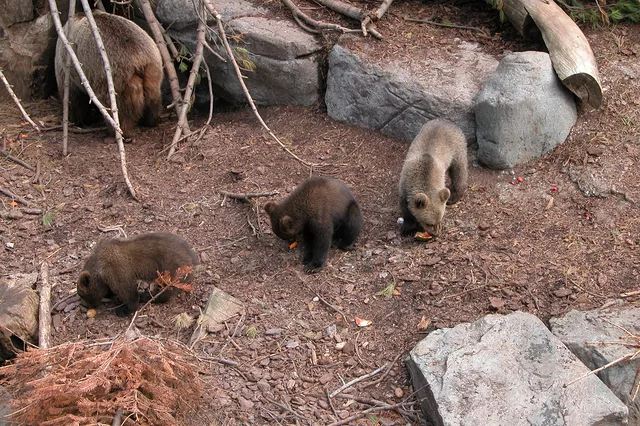 3x BearCubs