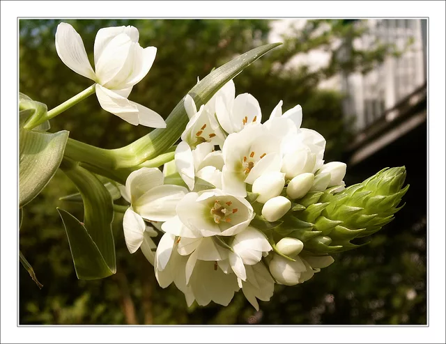 Ornithogalum Thyrsoides
