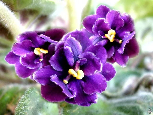 Saintpaulia Tomorrows Indigo