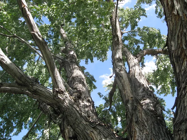 Looing up a Cottonwood tree