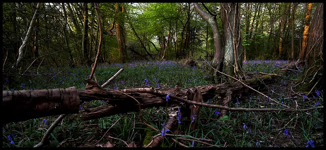 Bluebell Wood