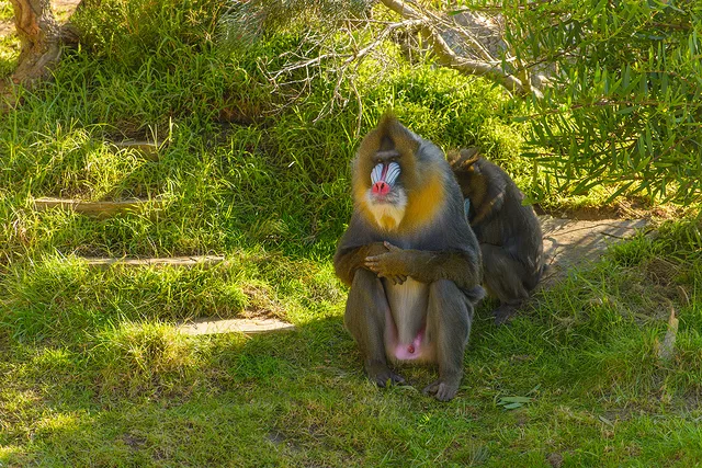 Mandrill