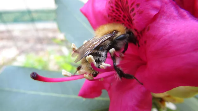 Bee on the flower