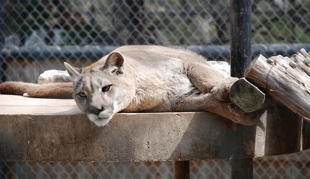 cougar