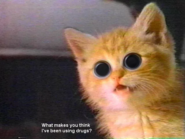 Druged Kitty!