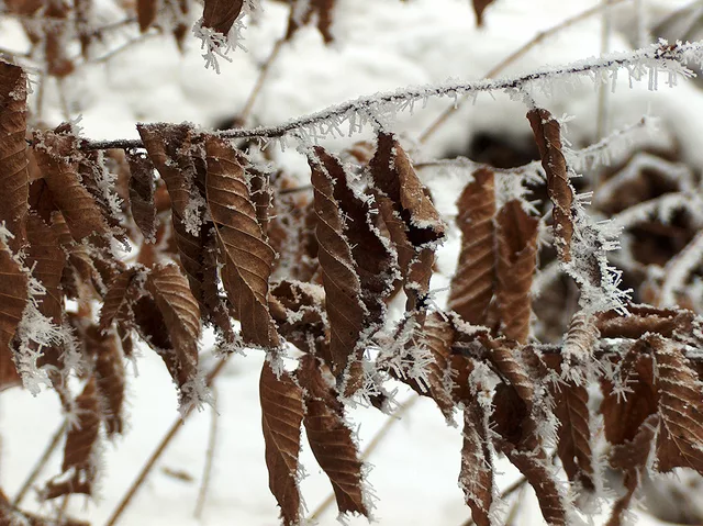 Icy Leaves III