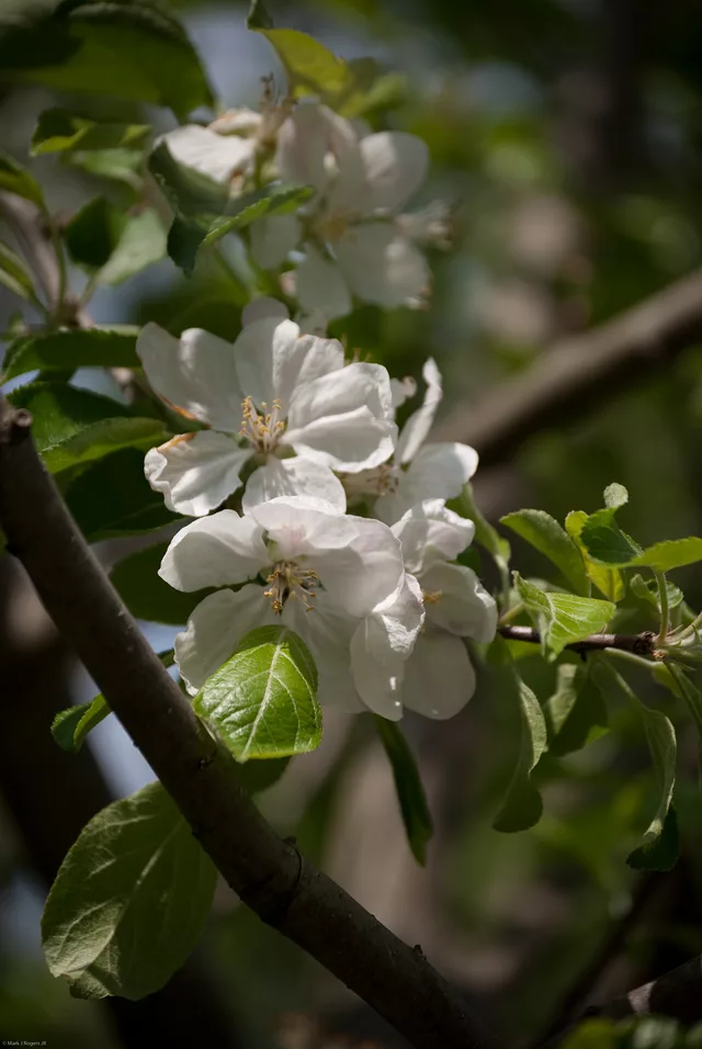Apple Blossoms