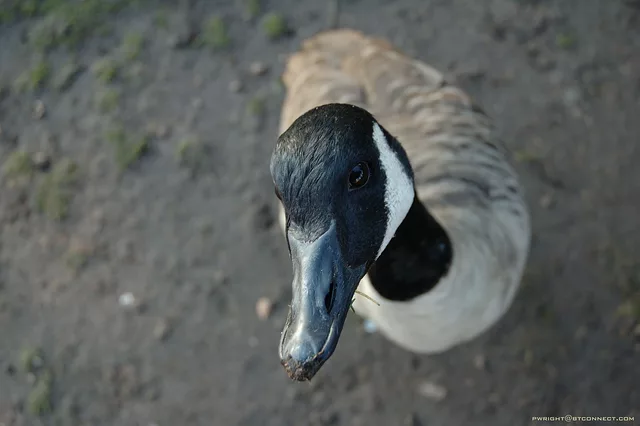 Goose