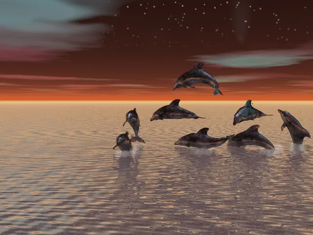 Dolphin Night
