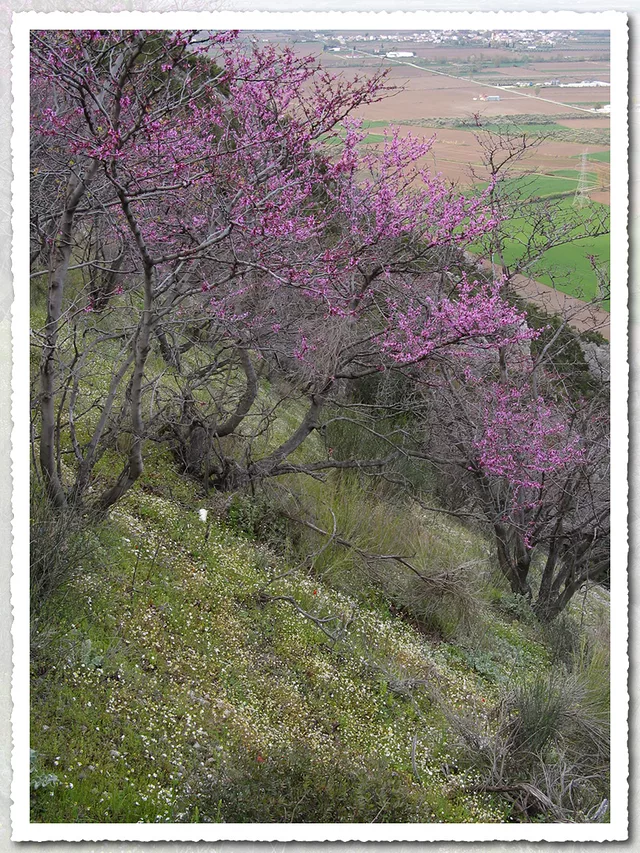 Warm Breath of Spring II