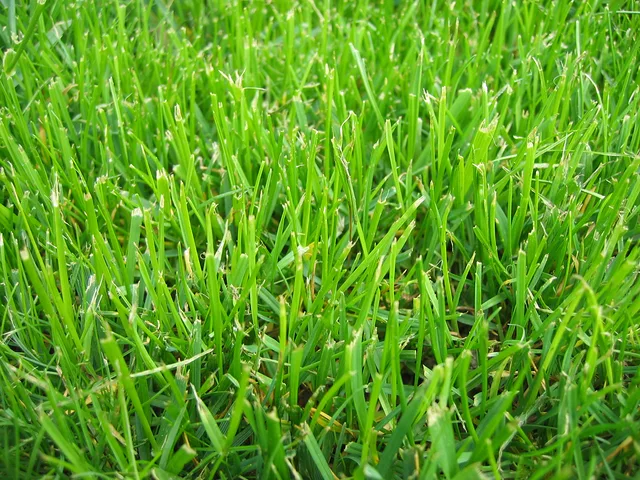 Green grass