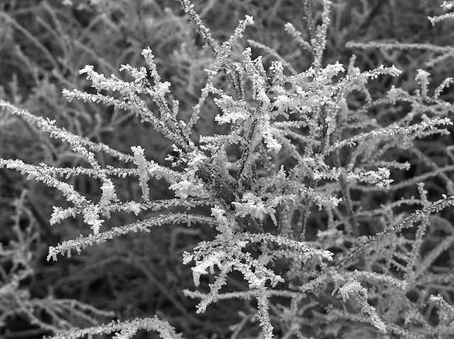 Ice Crystals II
