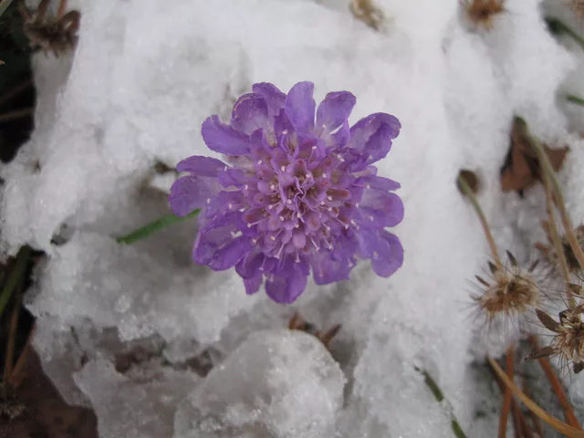 What&amp;acute;s a little Snow!