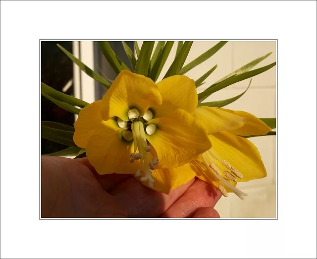 Crown Imperial (Fritillaria imperialis)