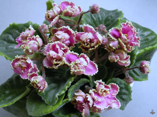 Saintpaulia Podseluj Rusalki