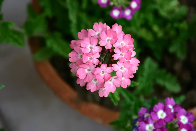 Here´s Pink for Valentines