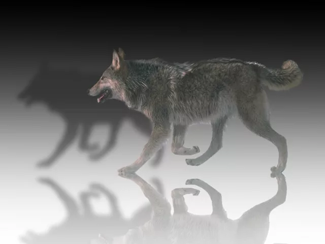 Wolf_mirror
