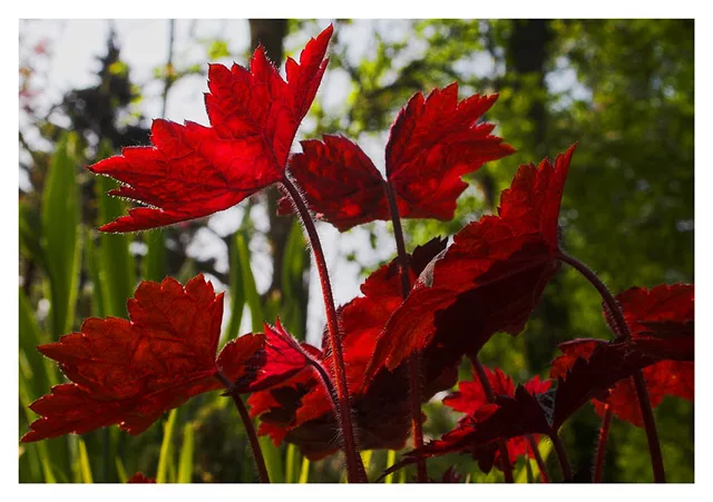 Flaming Red Heuchera