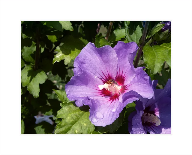 Hibiscus syriacus "Blue Bird"
