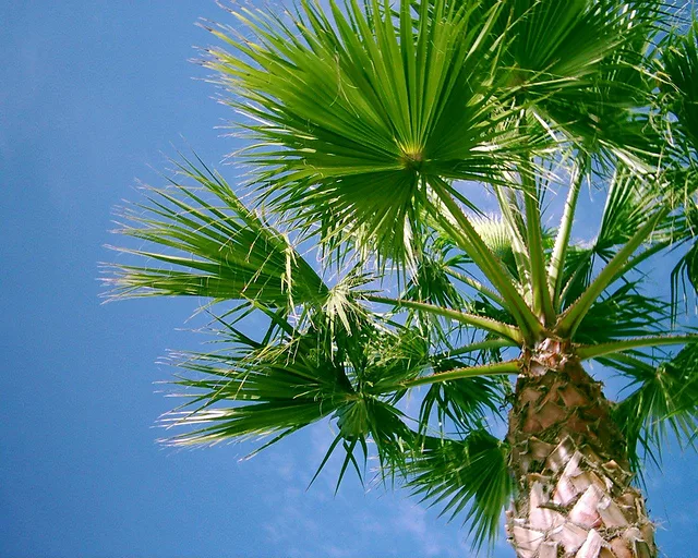 PalmTree