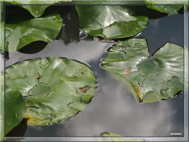 Water Lilies