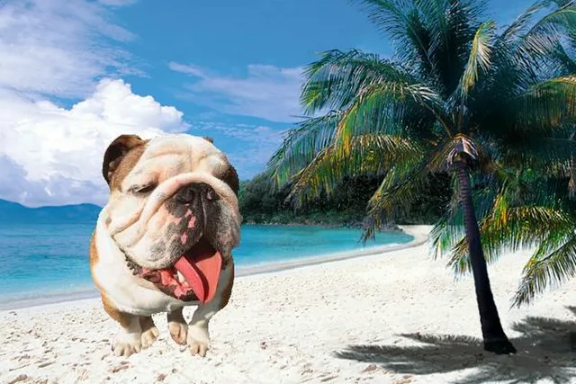 Dog&amp;acute;s Life