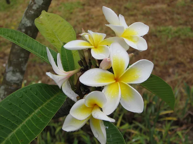 Frangipani
