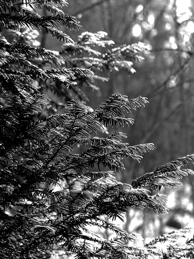 Frozen Christmas Tree