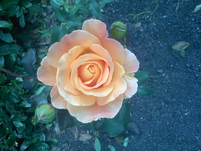 Orange Rose