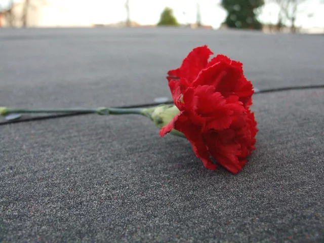 Red by Gregor Petrovic