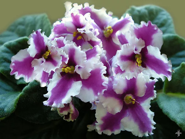 Saintpaulia Myrthe chimera