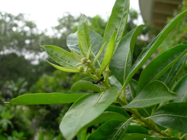 ant on a leaf