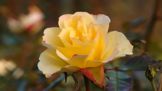 Yellow Rose