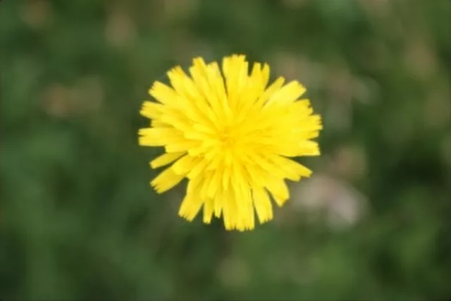 Fireworks of Flowers