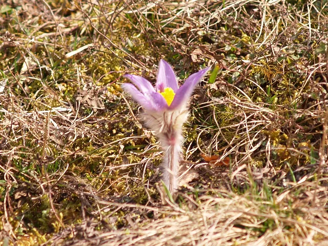 Pulsatilla Grandis Bo&amp;#269; Slovenia