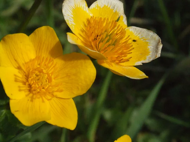 flowers by Gregor Petrovic