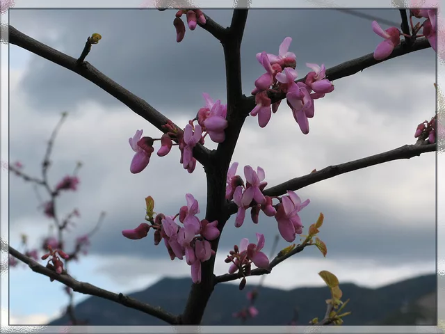 Warm Breath of Spring